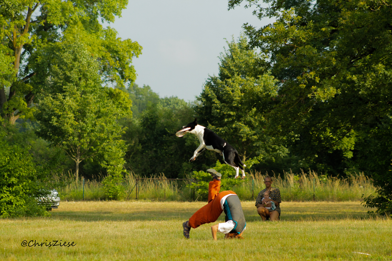 flying dog