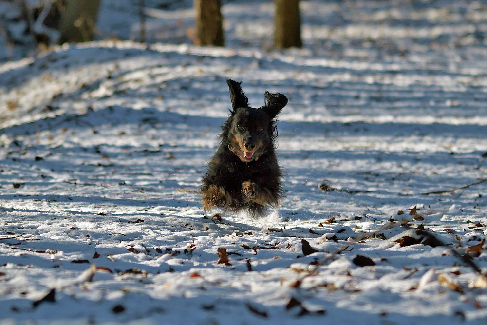 ... flying dog ...