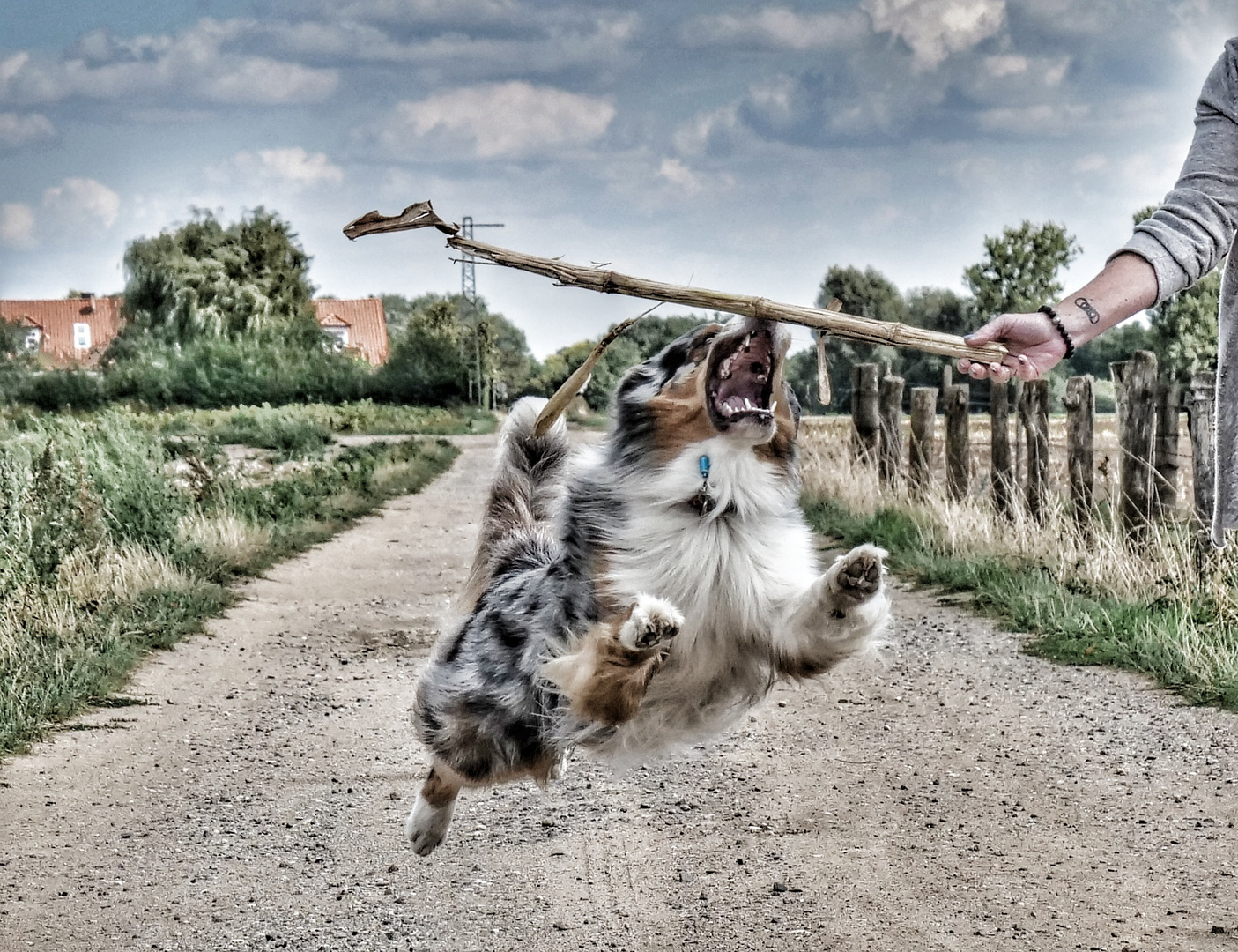 Flying Dog