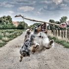 Flying Dog