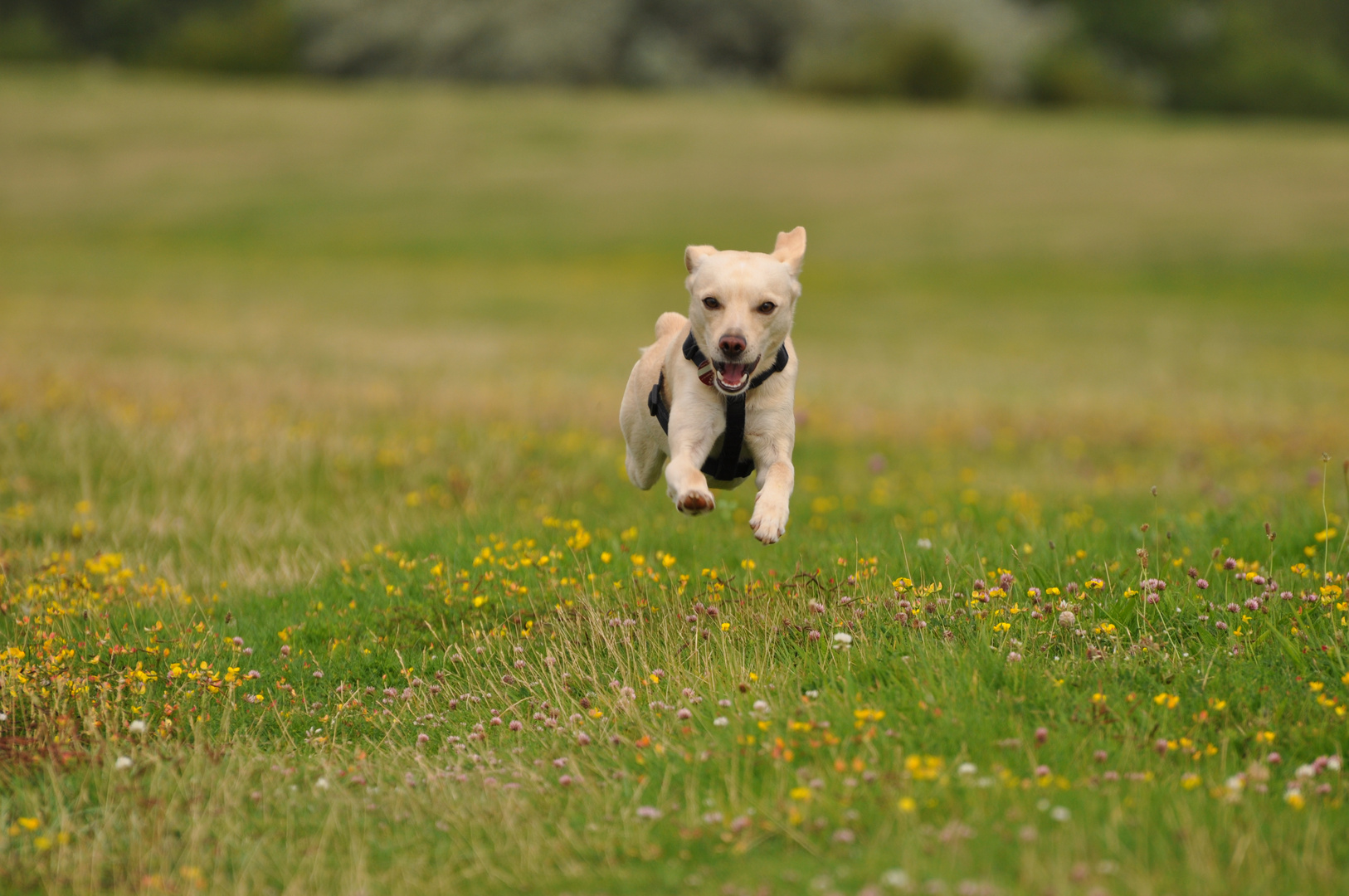 Flying Dog