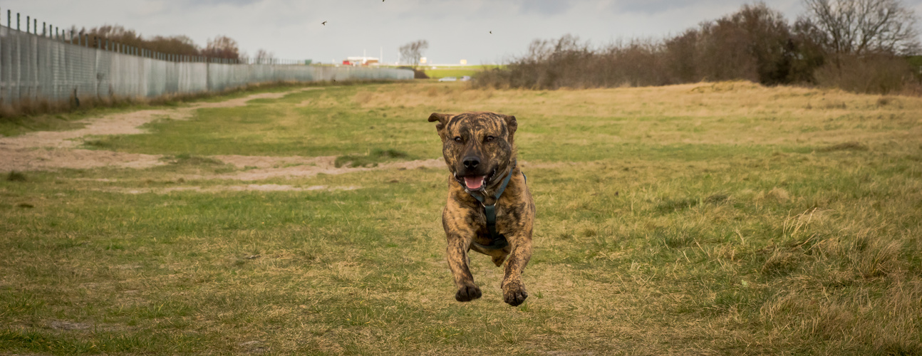 Flying Dog