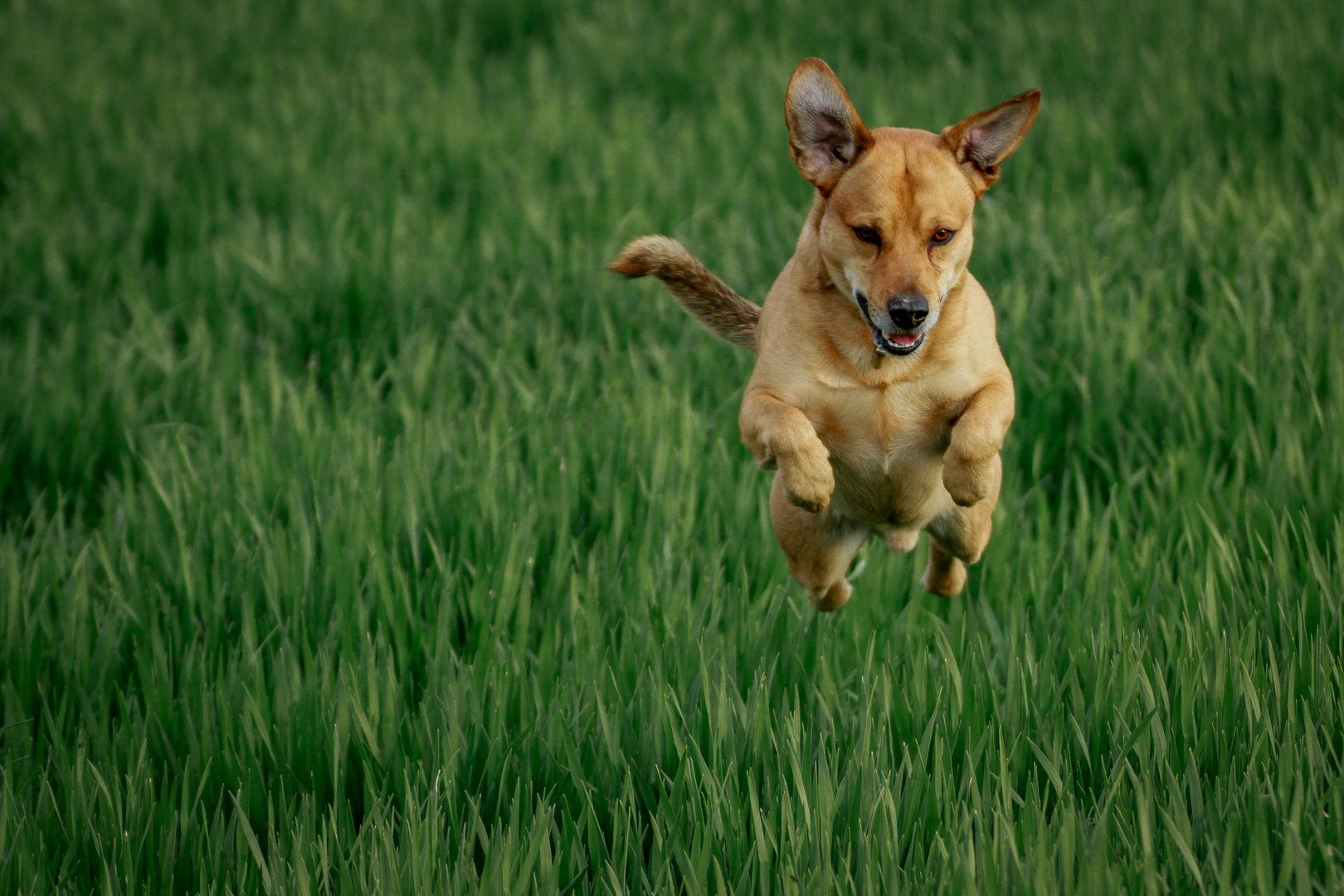 Flying dog