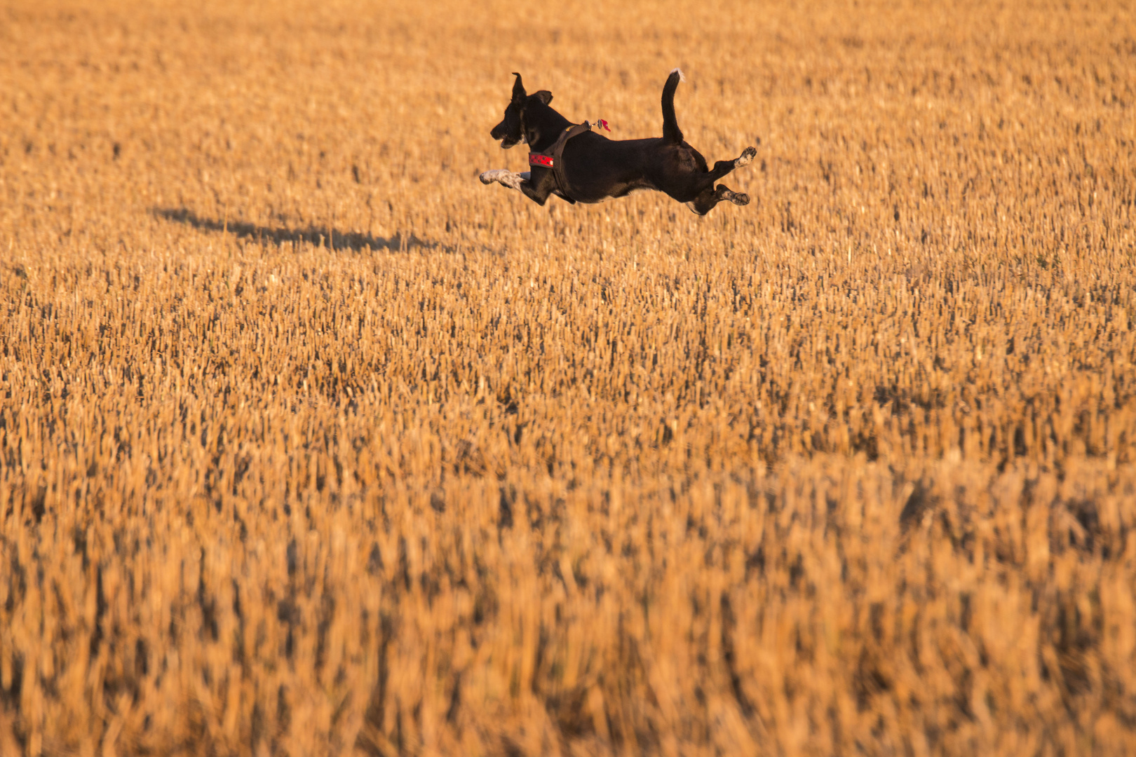 Flying Dog