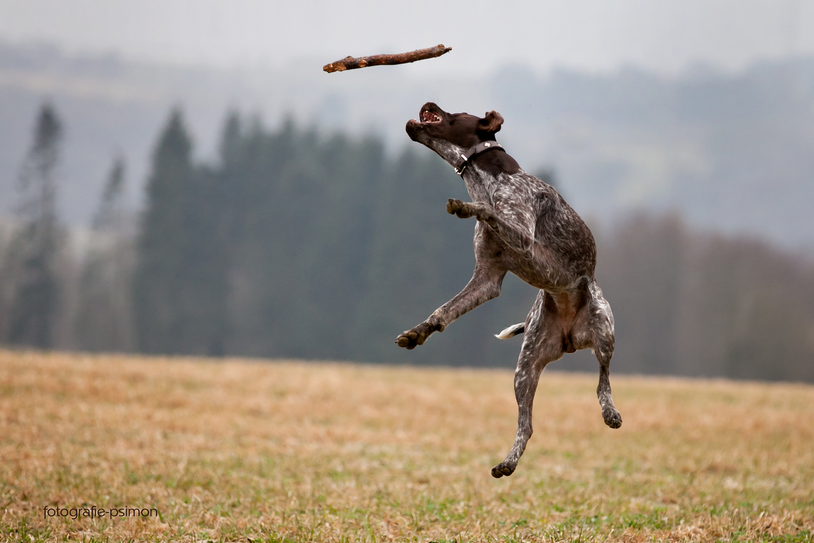 flying dog