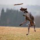 flying dog