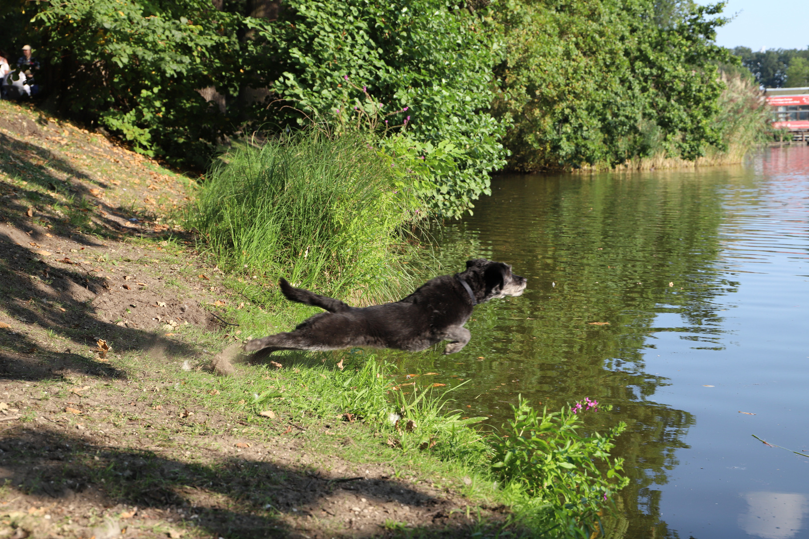 Flying dog