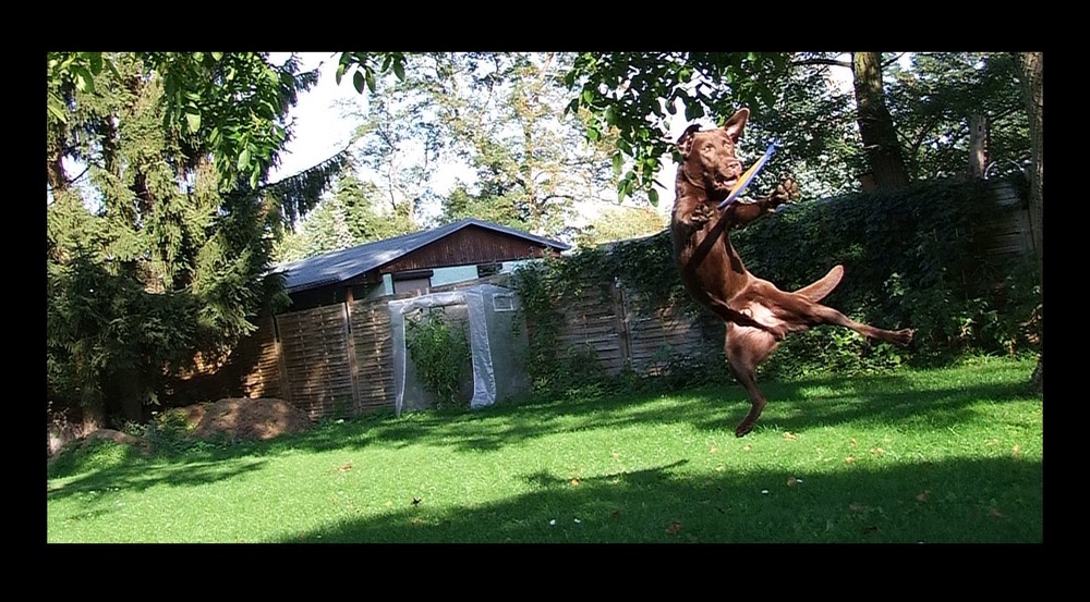 flying dog