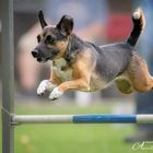 Flying Dog Mira