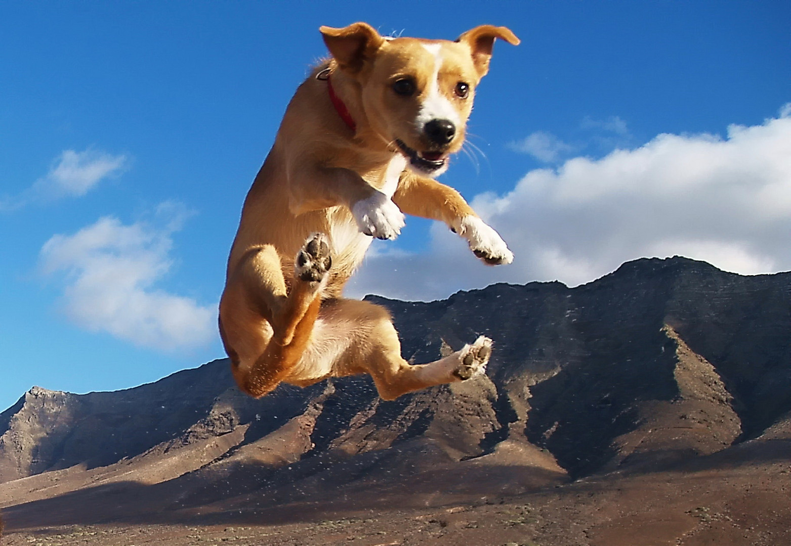 Flying dog2