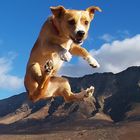 Flying dog2