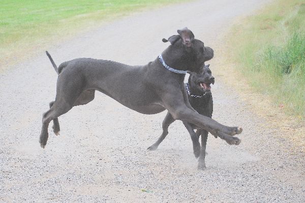 Flying Dogge