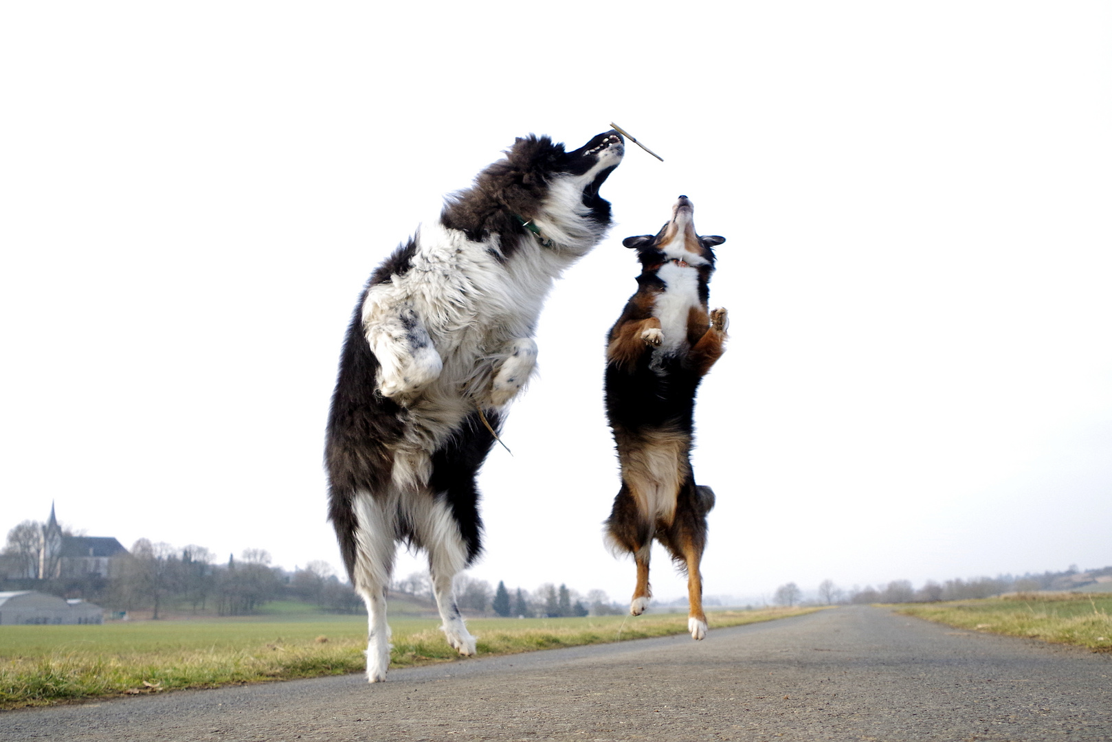 Flying dogs