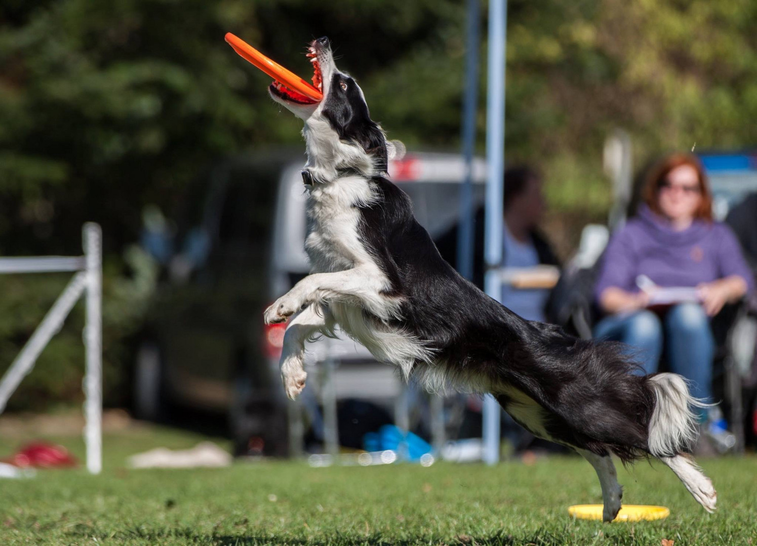 Flying dogs