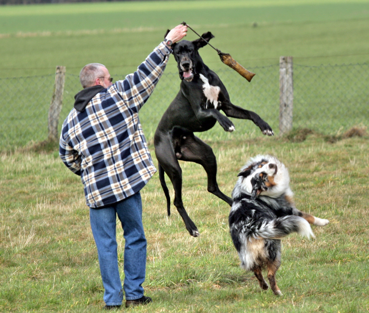 flying dogs