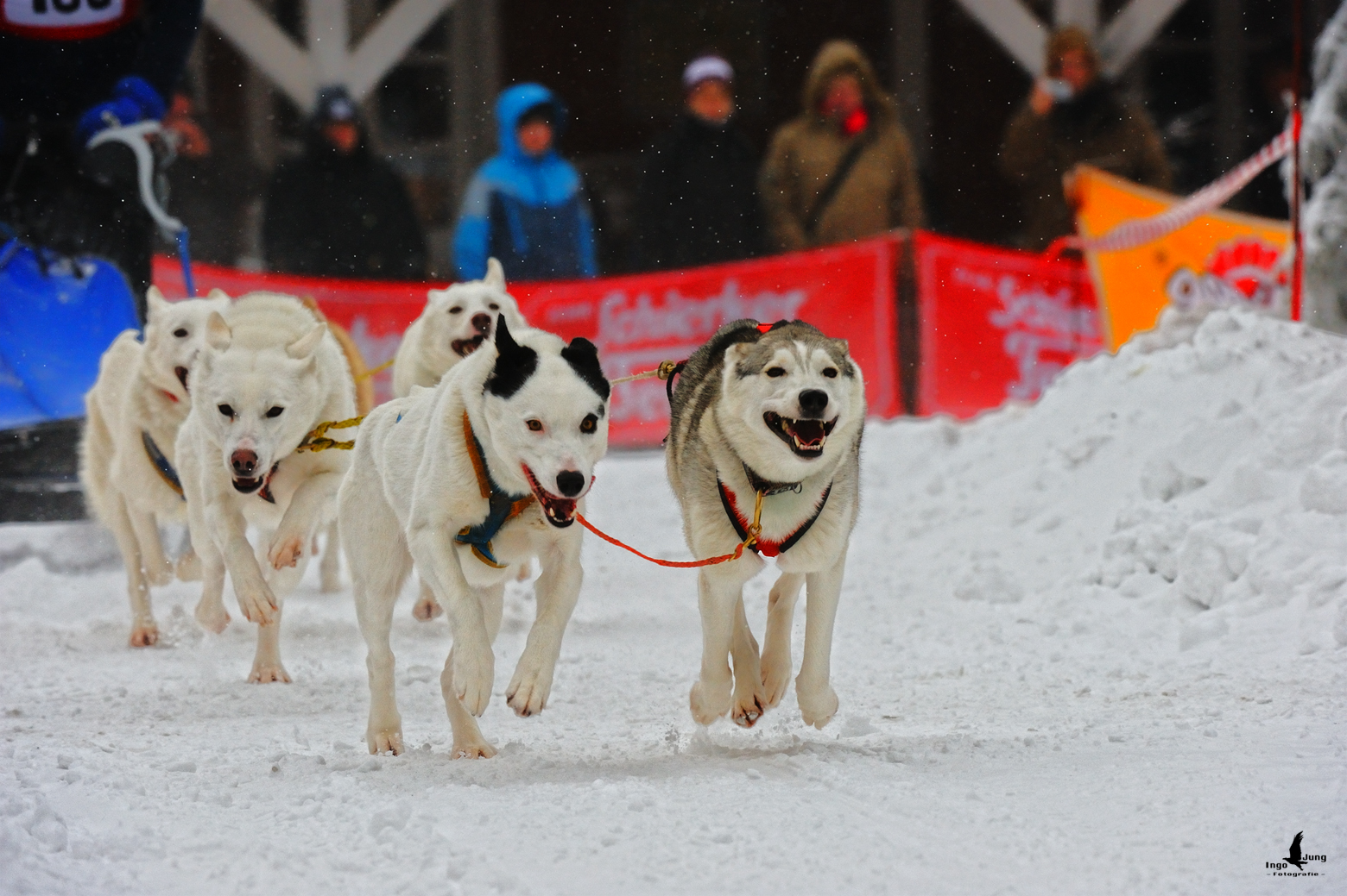 flying dogs