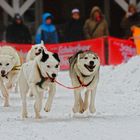 flying dogs