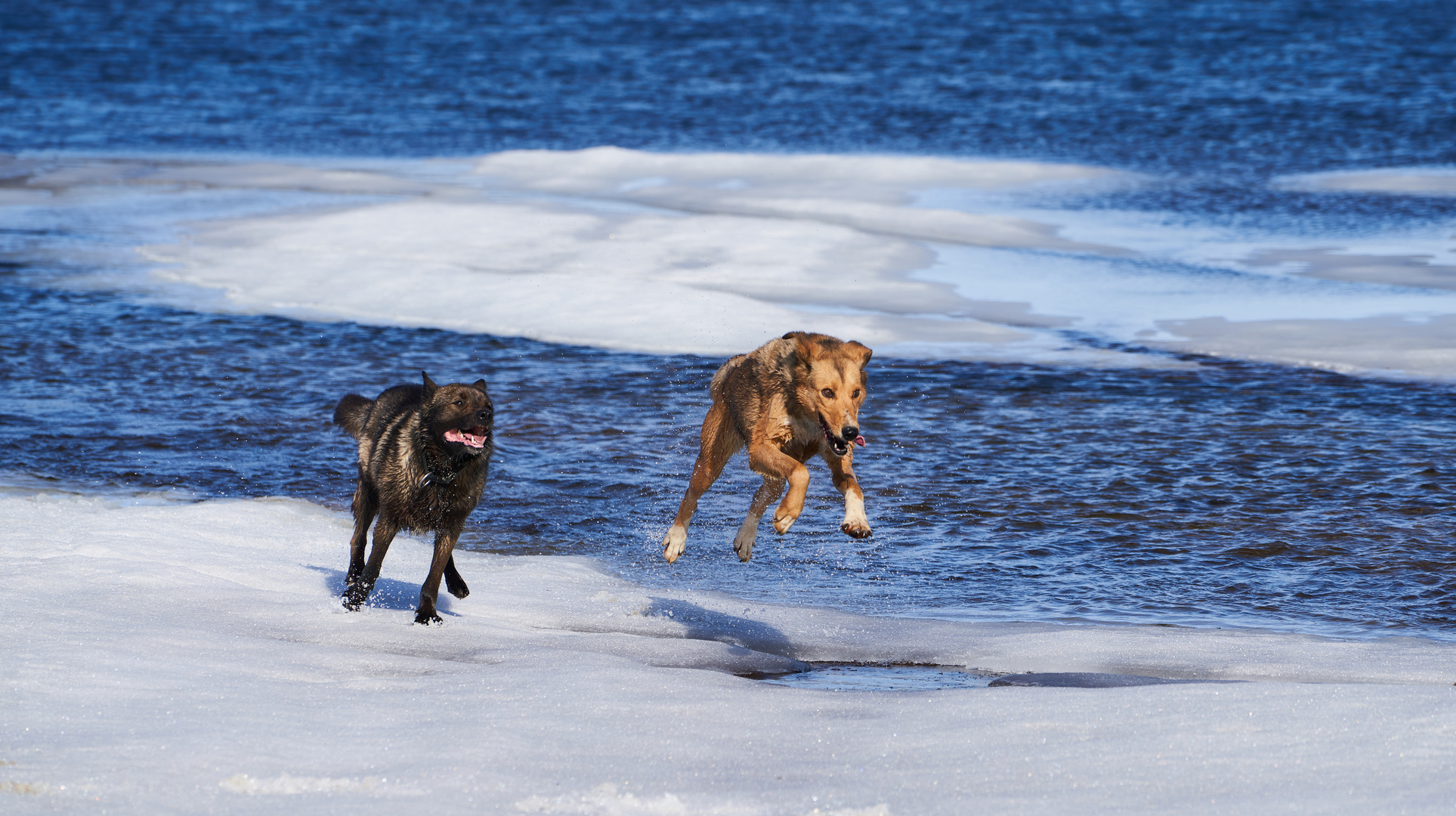 Flying dogs