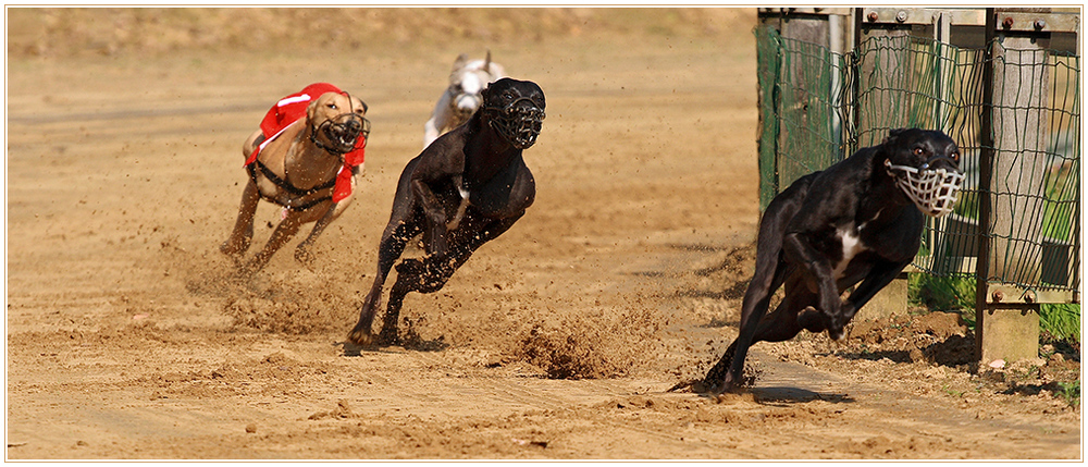 flying dogs......