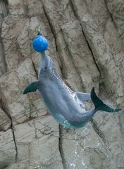 Flying Dolphin