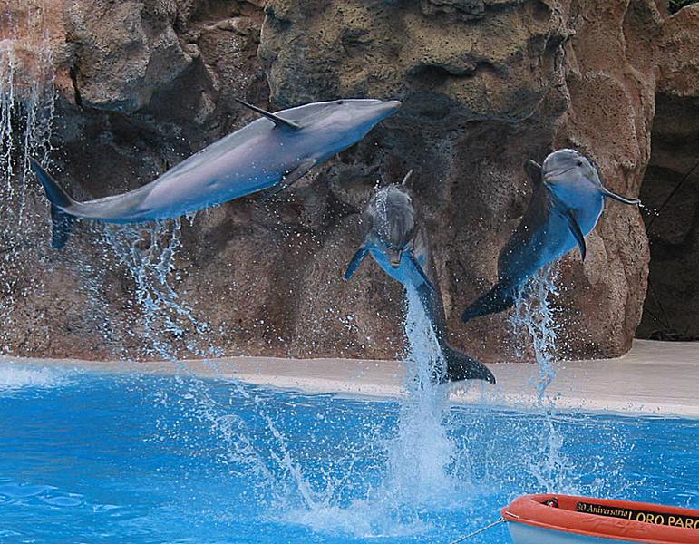 Flying Dolphins von D.M.