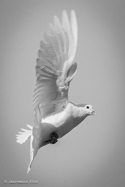 flying dove