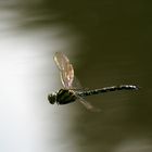 flying Dragonfly 2