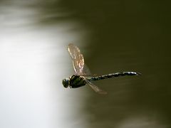 flying Dragonfly 2