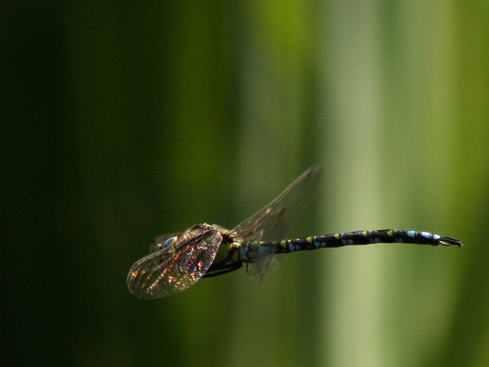 flying dragonfly