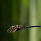 flying dragonfly