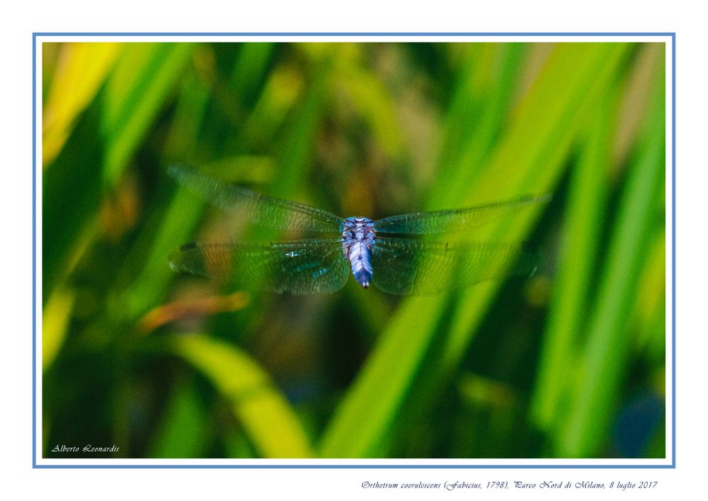 Flying Dragonfly