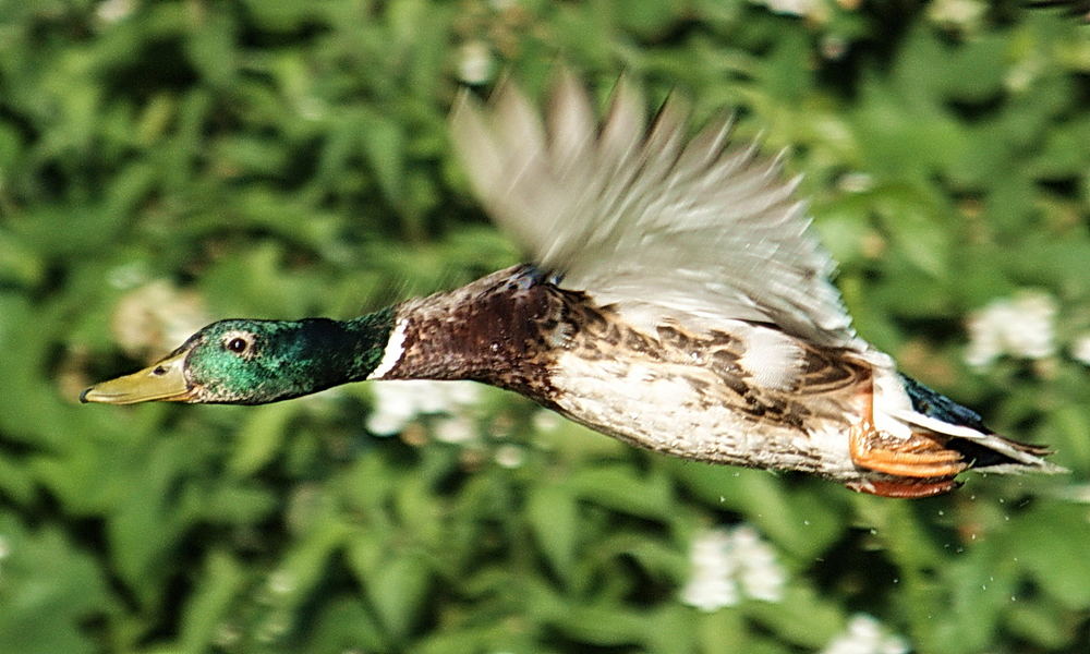 Flying Duck 01 - Stockente (Anas platyrhynchos)