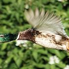 Flying Duck 01 - Stockente (Anas platyrhynchos)