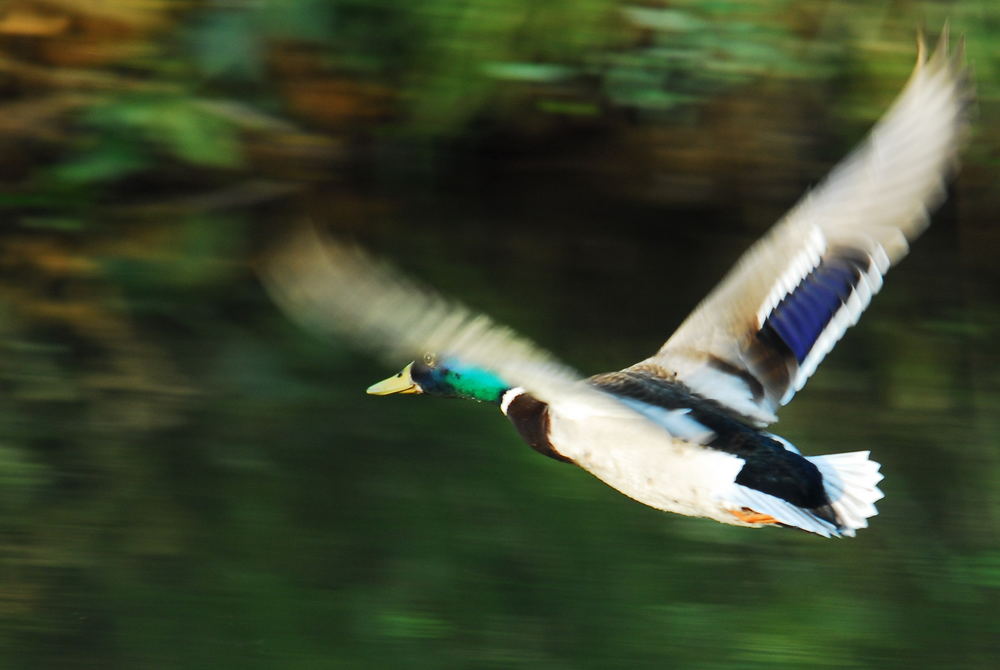 Flying Duck 02 - Stockente (Anas platyrhynchos)