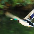 Flying Duck 02 - Stockente (Anas platyrhynchos)