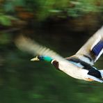 Flying Duck 02 - Stockente (Anas platyrhynchos)