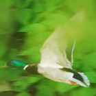 Flying Duck 03 - Stockente - Anas platyrhynchos