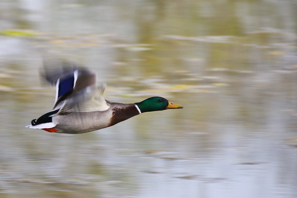 flying duck