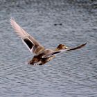 flying Duck