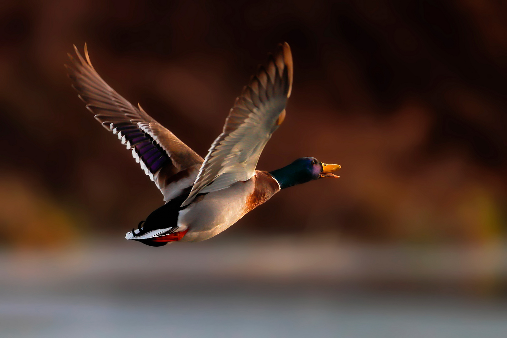 flying duck....