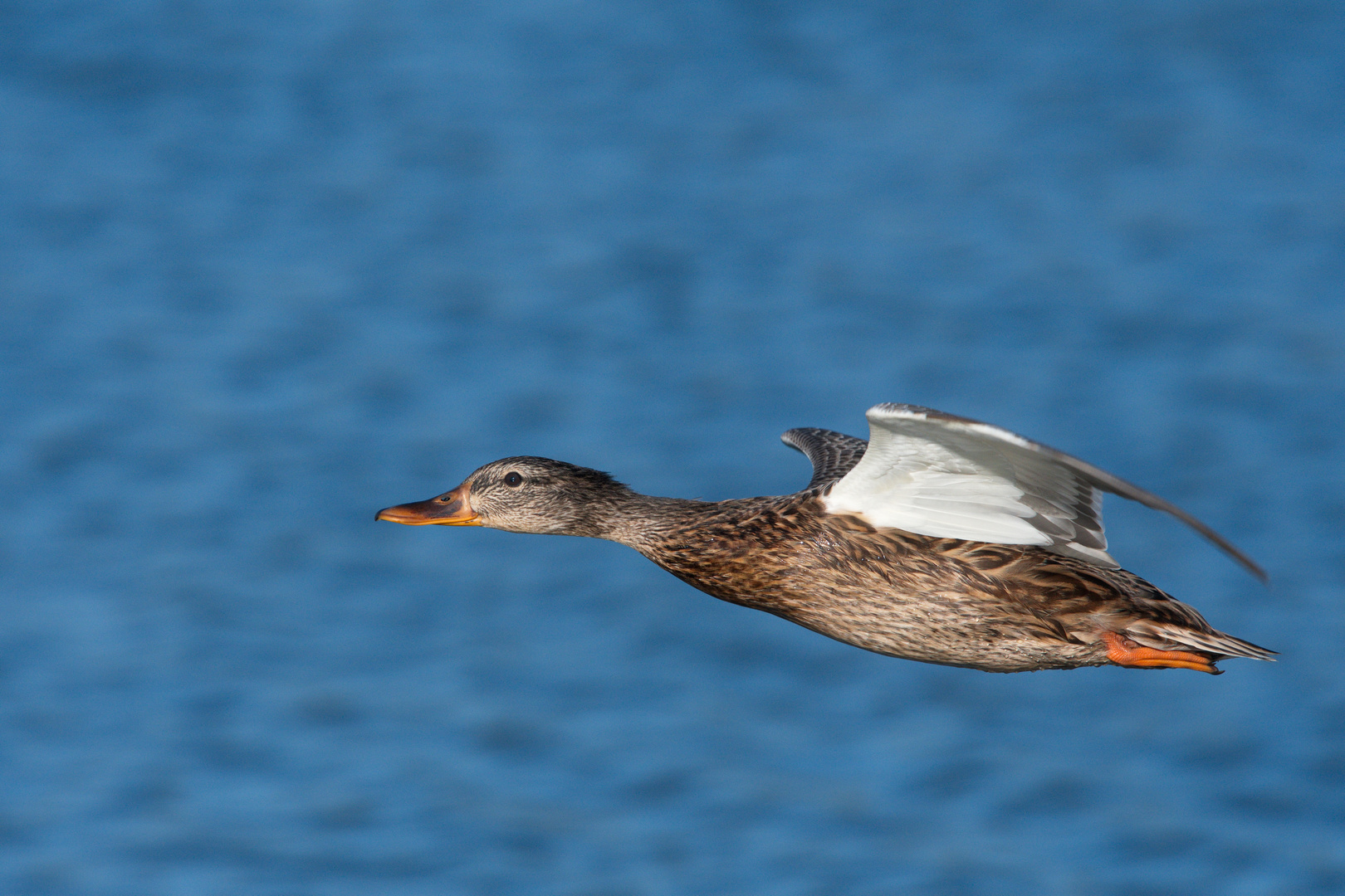 flying Duck