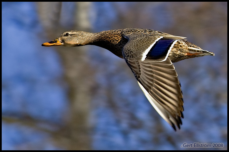 Flying Duck Mallard