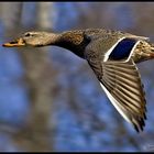 Flying Duck Mallard