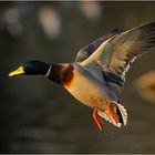 Flying Duckman
