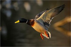Flying Duckman