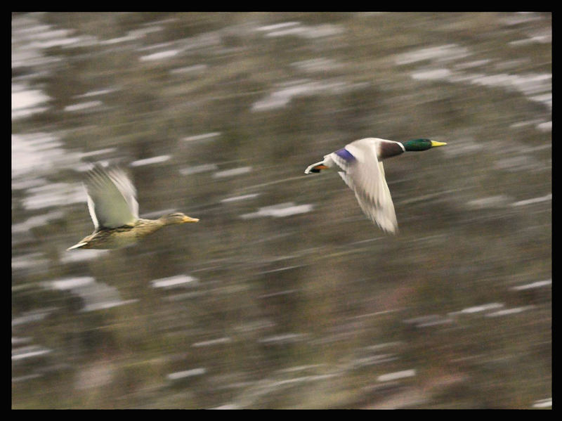 Flying Ducks