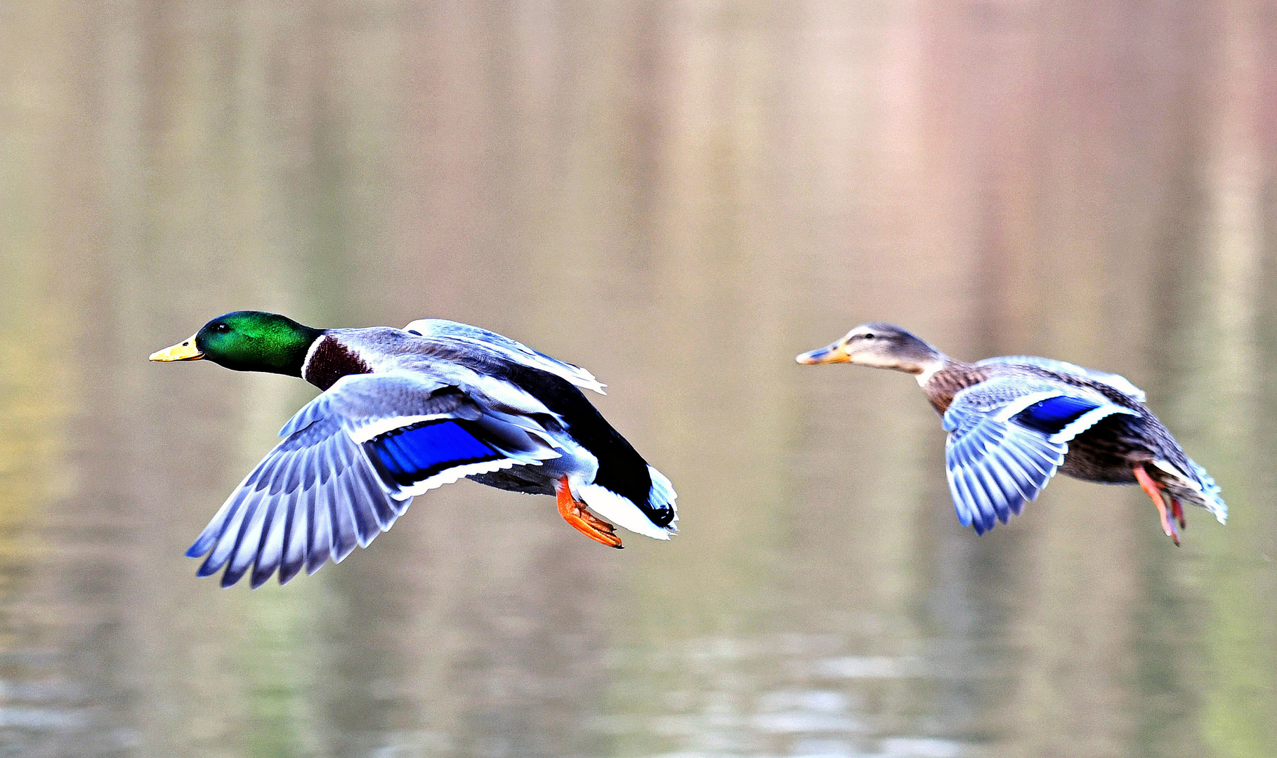 Flying Ducks