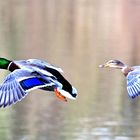 Flying Ducks