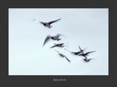 flying ducks