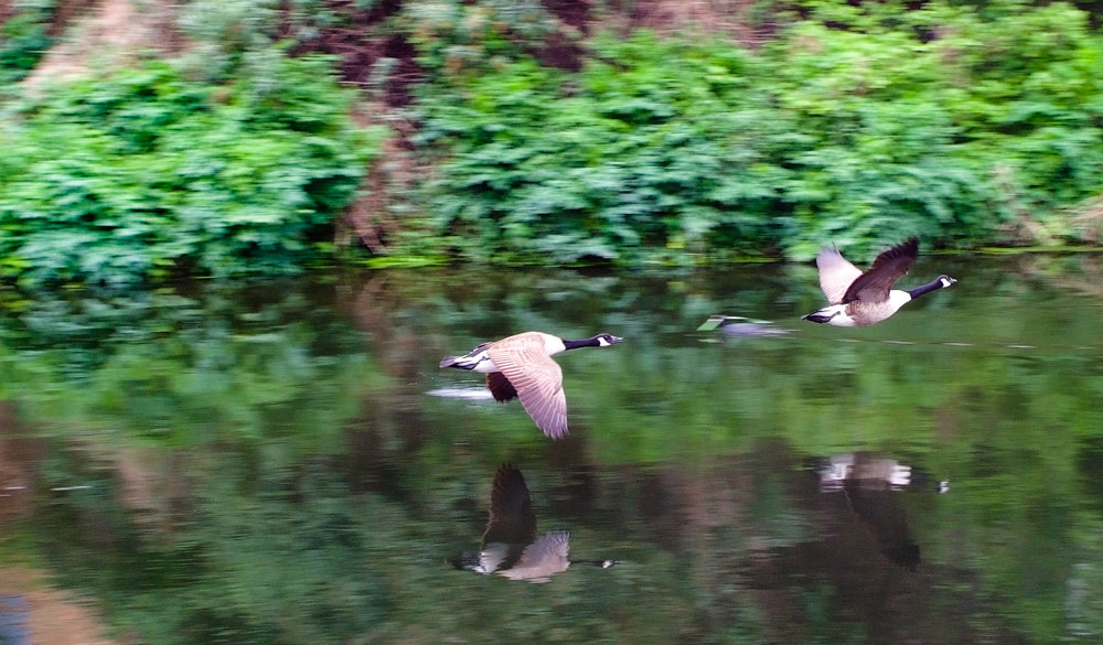 Flying ducks in the Lea Valley